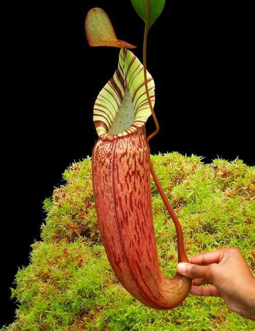 Nepenthes spectabilis x veitchii BE-3664