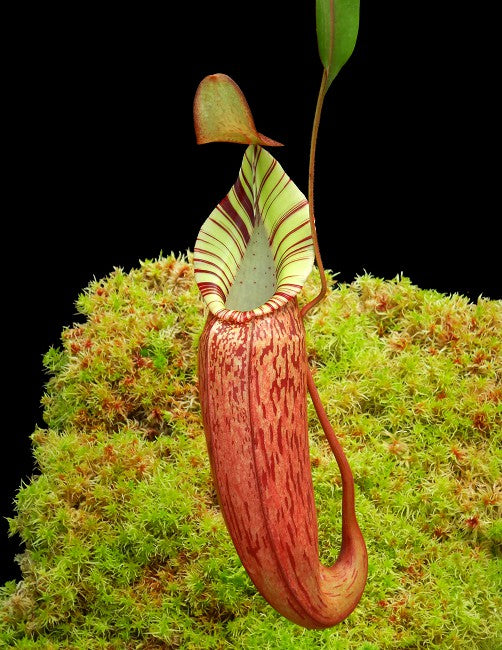 Nepenthes spectabilis x veitchii BE-3664
