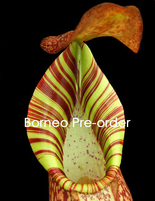Nepenthes spectabilis x veitchii BE-3664