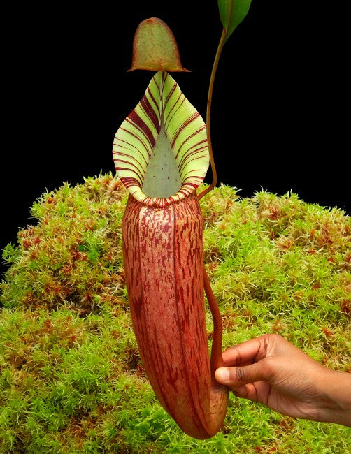 Nepenthes spectabilis x veitchii BE-3664