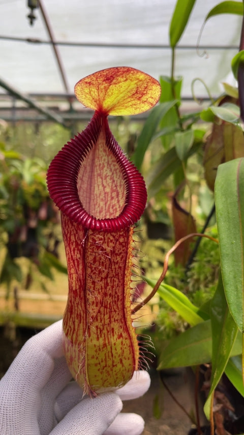 Nepenthes ventricosa x hamata BE-3672