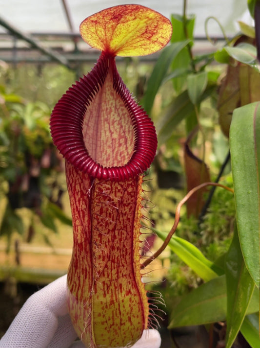 Nepenthes ventricosa x hamata  BE-3672