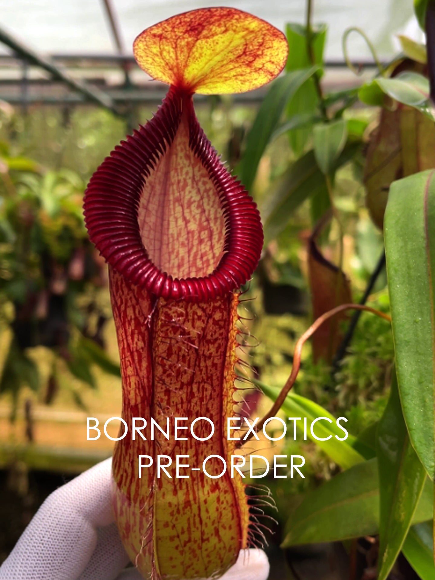 Nepenthes ventricosa x hamata BE-3672