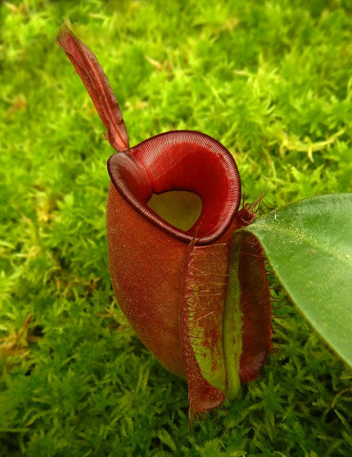 Nepenthes ampullaria "Harlequin" BE-3681