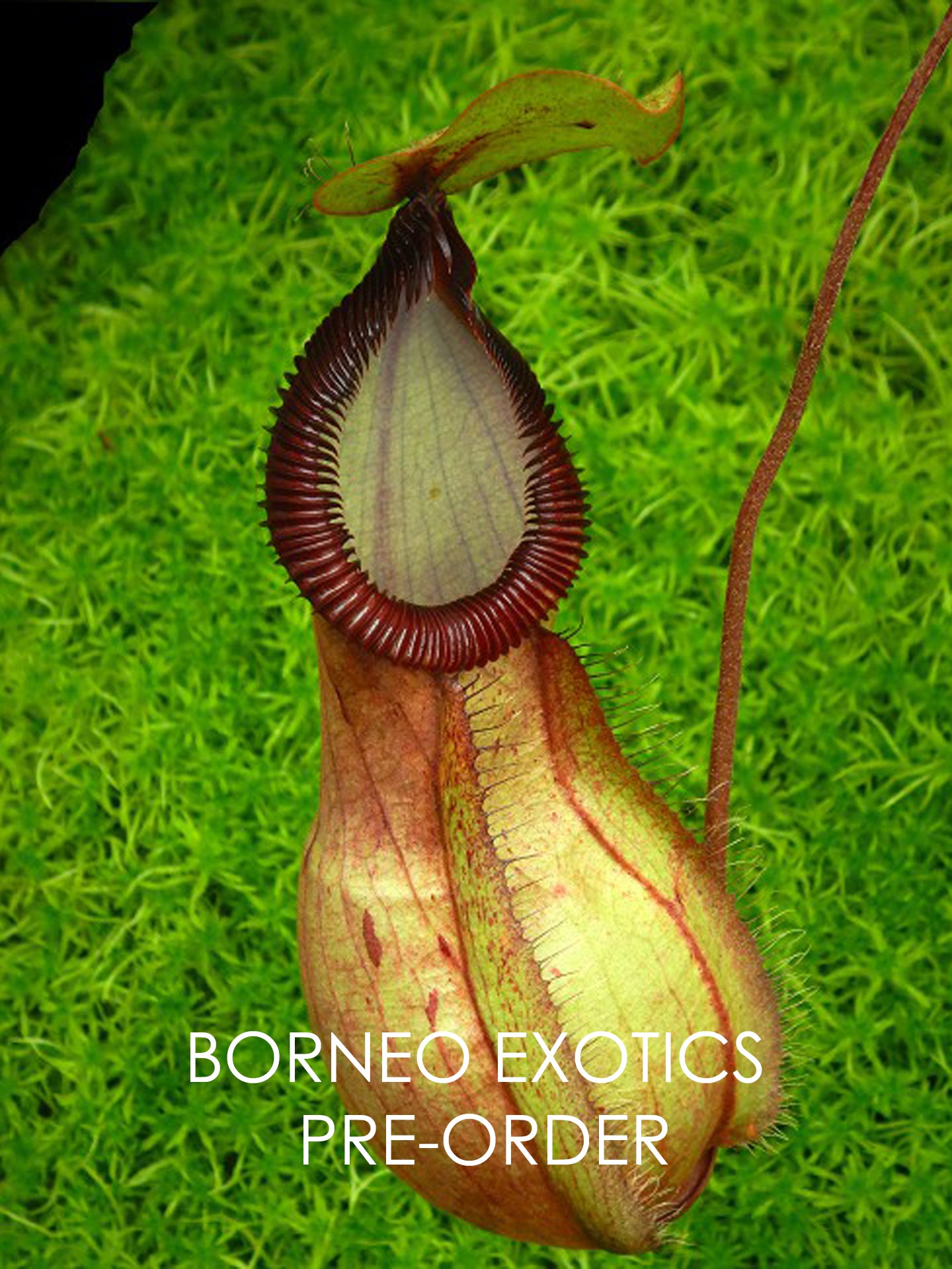 Nepenthes 'Viking' x hamata 'Tambusisi' BE-3685