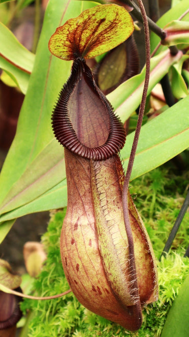 Nepenthes 'Viking' x hamata 'Tambusisi' BE-3685