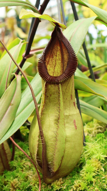 Nepenthes 'Viking' x hamata 'Tambusisi' BE-3685