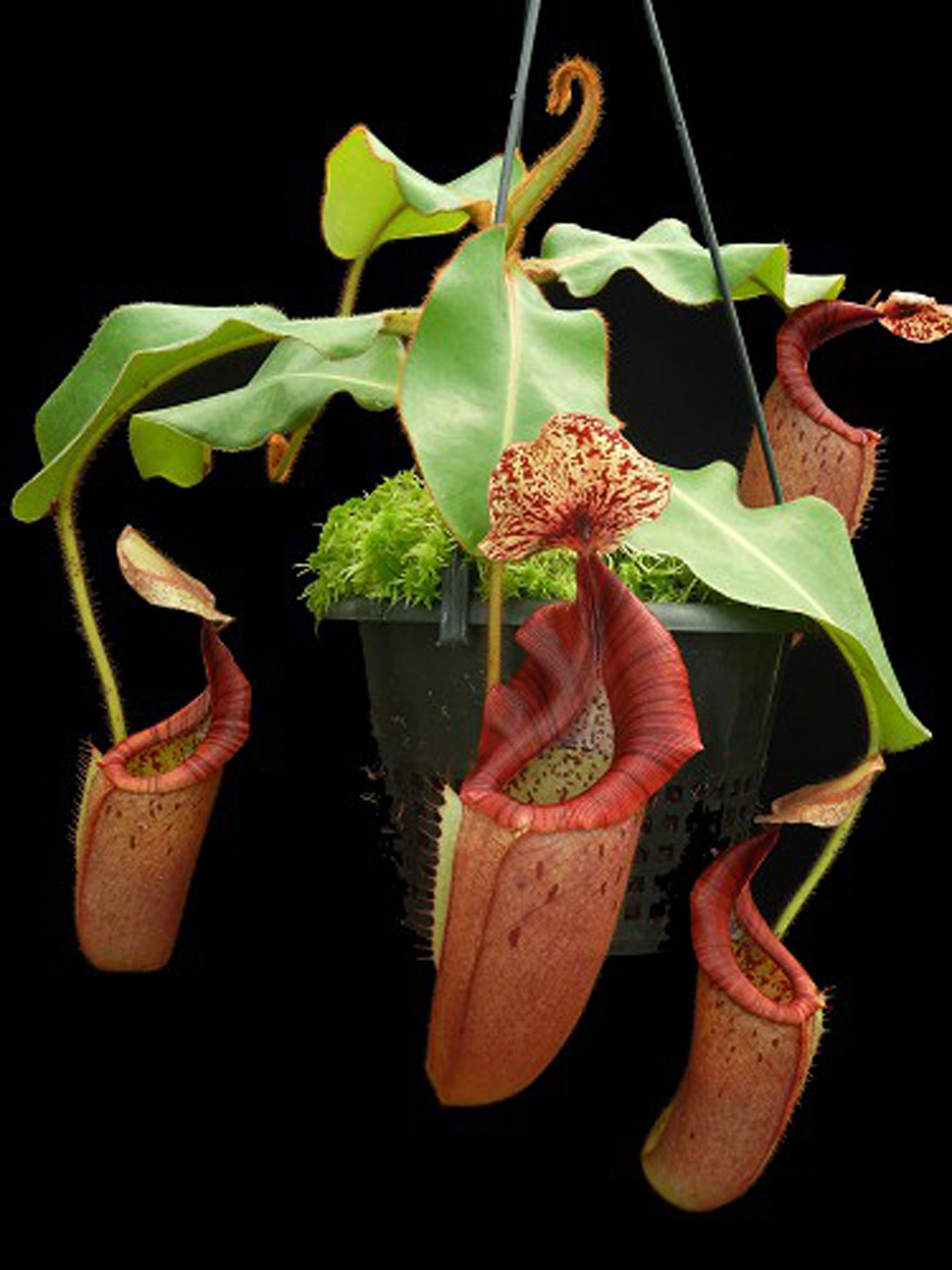 Nepenthes glandulifera x veitchii "Bario Red Striped" BE-3689