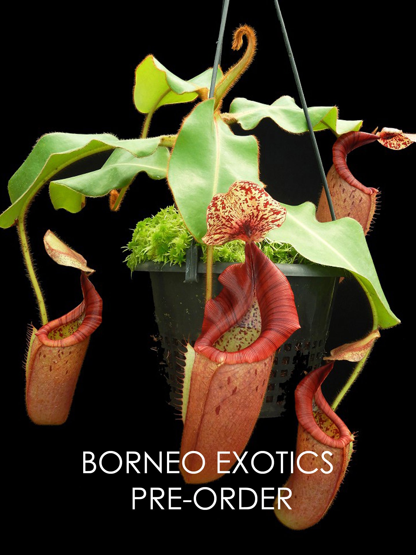 Nepenthes glandulifera x veitchii "Bario Red Striped" BE-3689