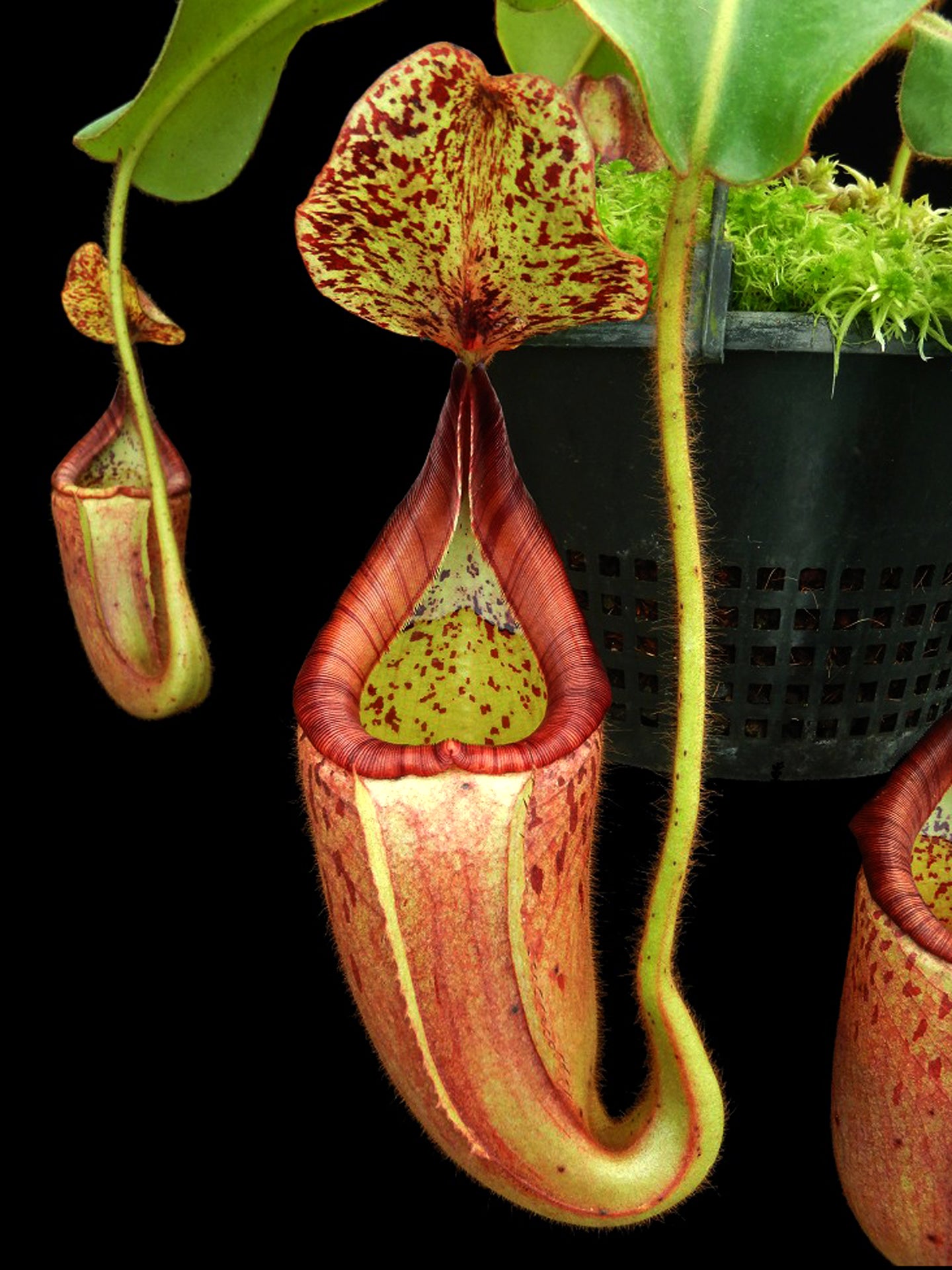 Nepenthes glandulifera x veitchii "Bario Red Striped" BE-3689