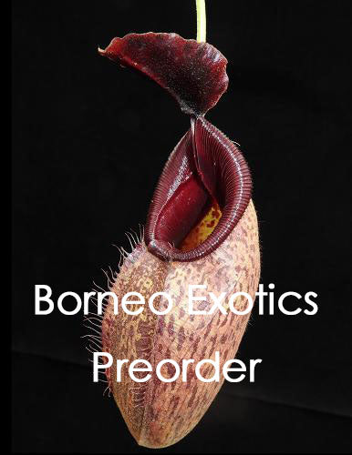 Nepenthes aristolochioides x robcantleyi BE-3695