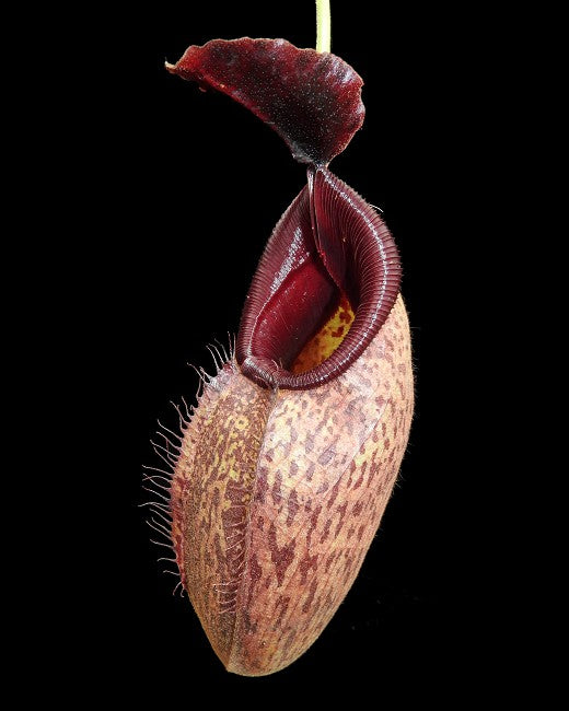 Nepenthes aristolochioides x robcantleyi BE-3695