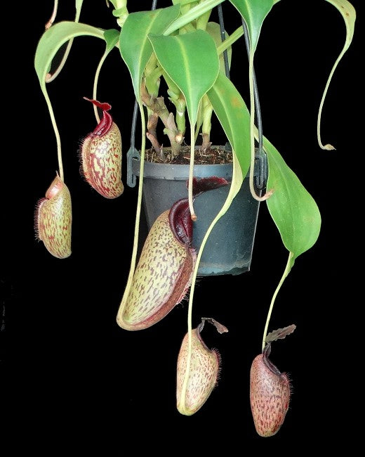 Nepenthes aristolochioides x robcantleyi  BE-3695