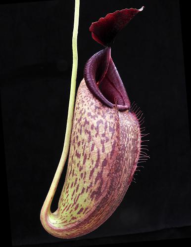 Nepenthes aristolochioides x robcantleyi BE-3695