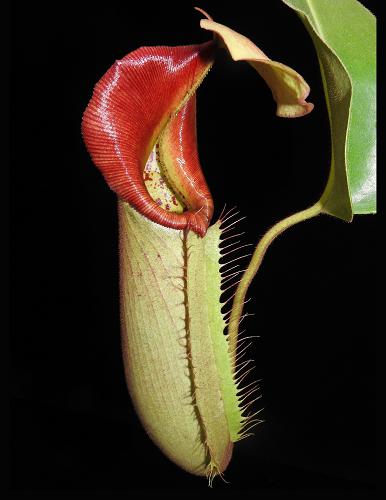 Nepenthes robcantley x veitchii „Sungai Samba“ BE-3700