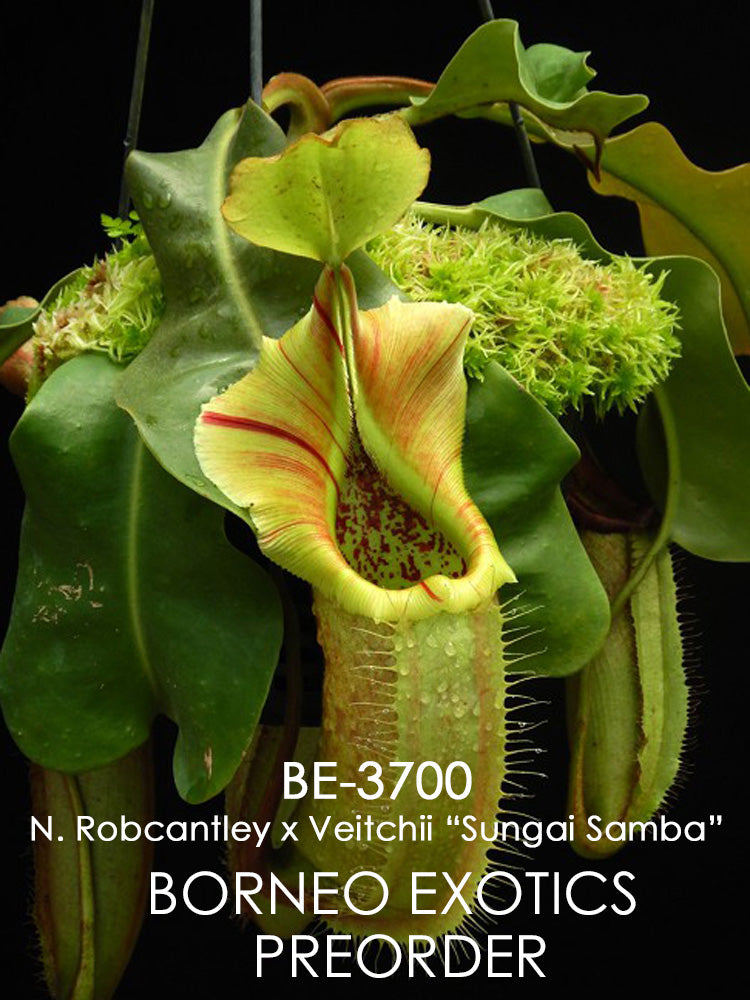 Nepenthes robcantley x veitchii „Sungai Samba“ BE-3700