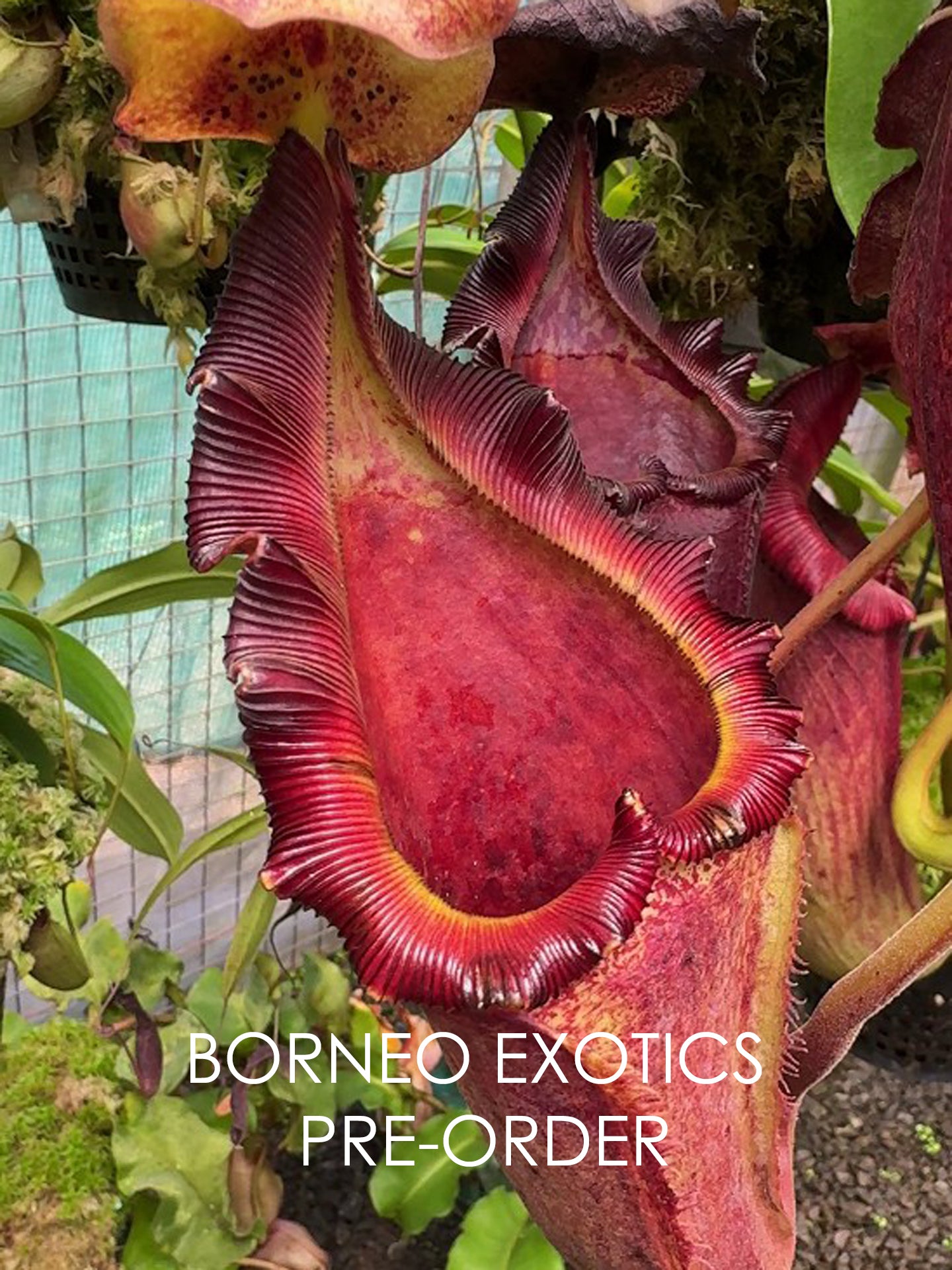 Nepenthes maxima x "Trusmadiensis" BE-3709 Best Selected Clone