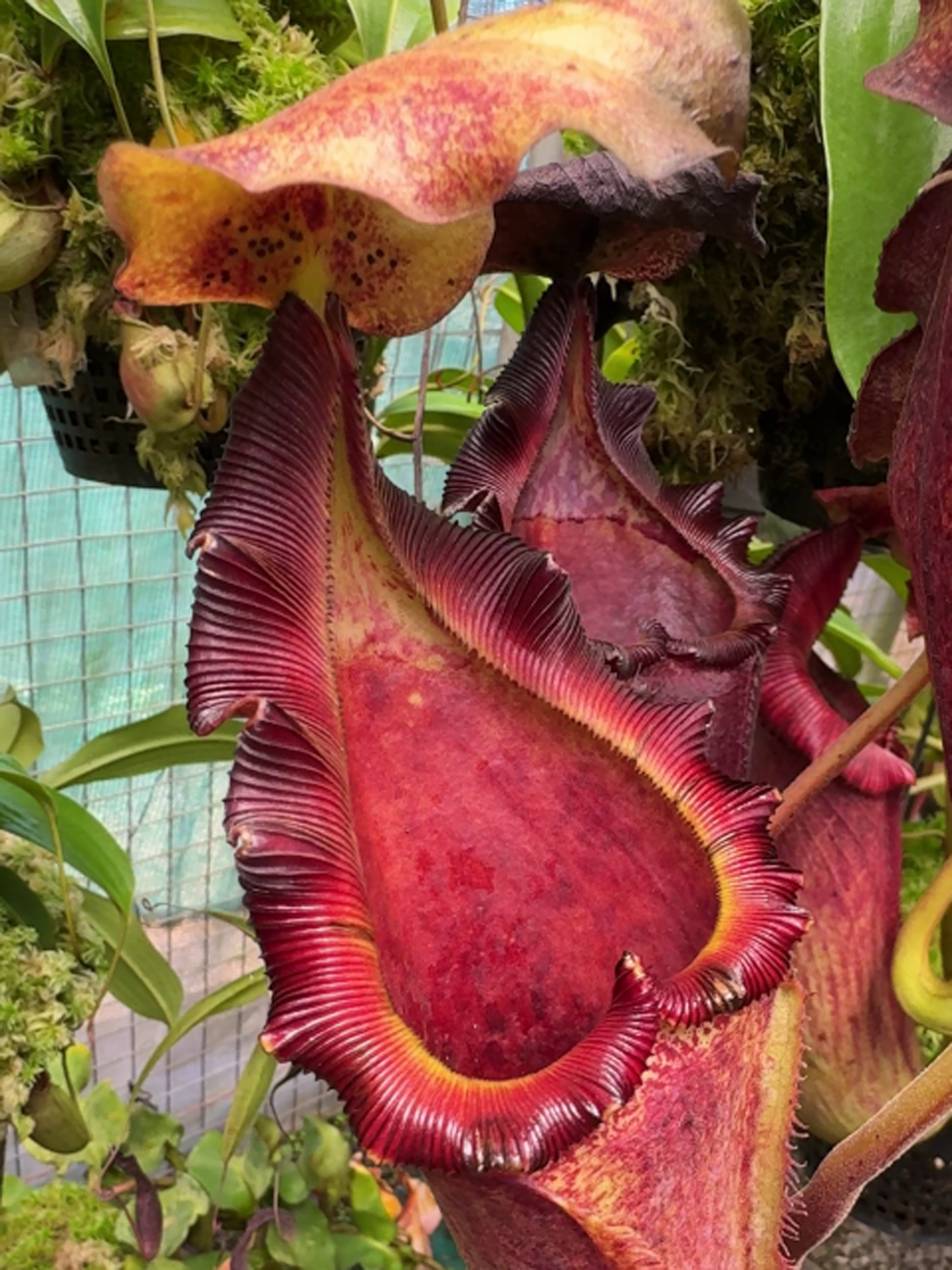 Nepenthes maxima x 