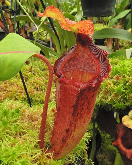 Nepenthes maxima x "Trusmadiensis" BE-3709 Best Selected Clone