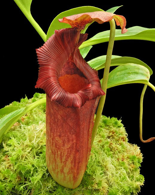 Nepenthes maxima x "Trusmadiensis" BE-3709 Best Selected Clone