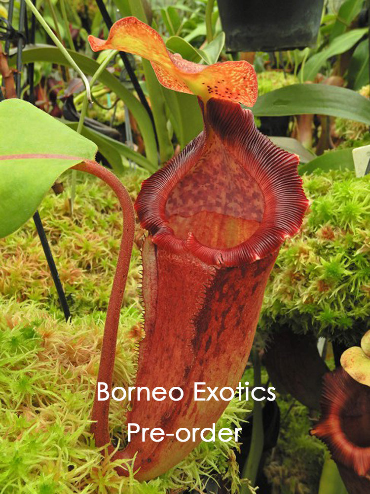 Nepenthes maxima x "Trusmadiensis" BE-3709 Best Selected Clone