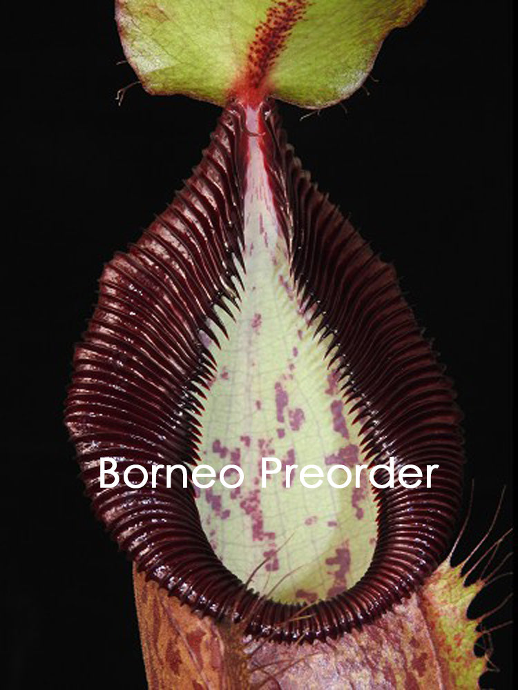 Nepenthes spathulata x hamata "Lumut" BE-3712