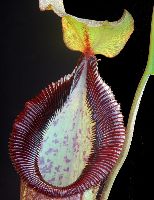 Nepenthes spathulata x hamata "Lumut" BE-3712