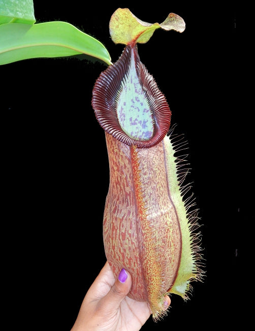 Nepenthes spathulata x hamata "Lumut" BE-3712