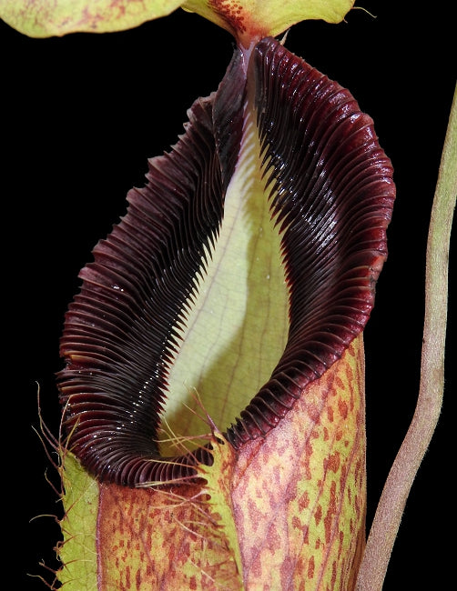 Nepenthes spathulata x hamata "Lumut" BE-3712