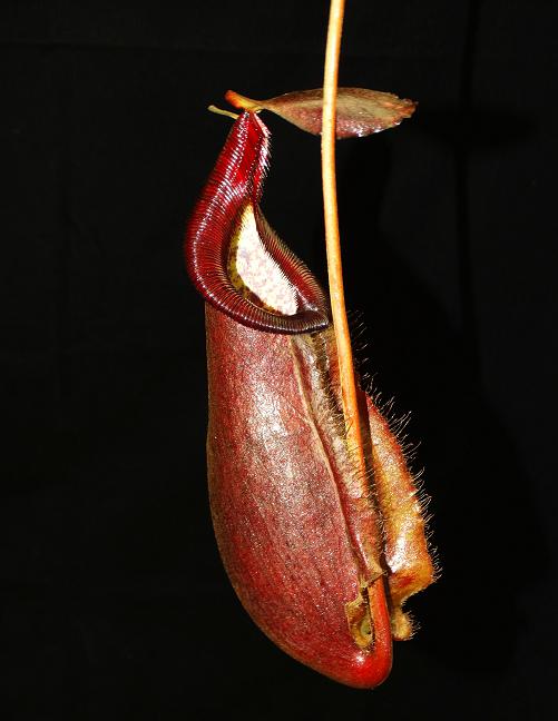 Nepenthes densiflora x rafflesiana BE-3719  Best Selected Clone