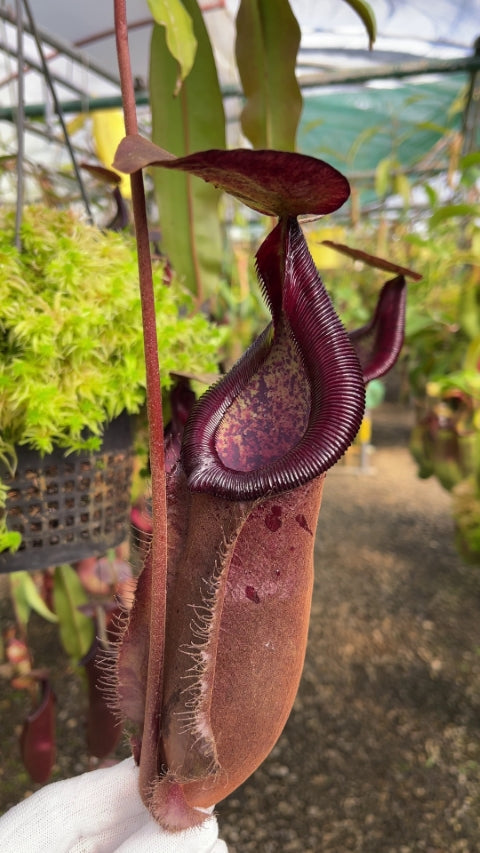 Nepenthes densiflora x rafflesiana BE-3719  Best Selected Clone