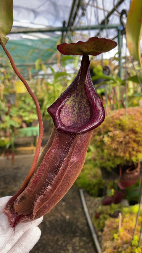 Nepenthes densiflora x rafflesiana BE-3719  Best Selected Clone