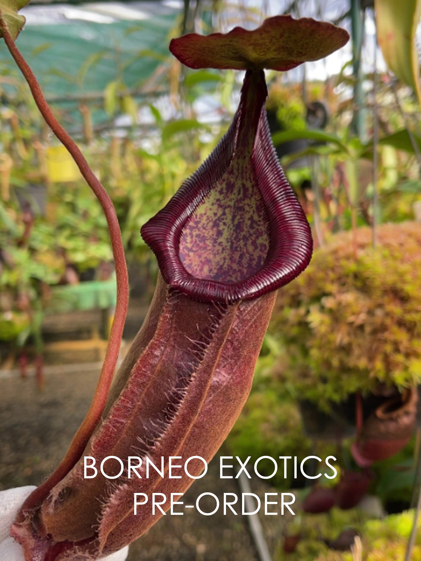 Nepenthes densiflora x rafflesiana BE-3719  Best Selected Clone