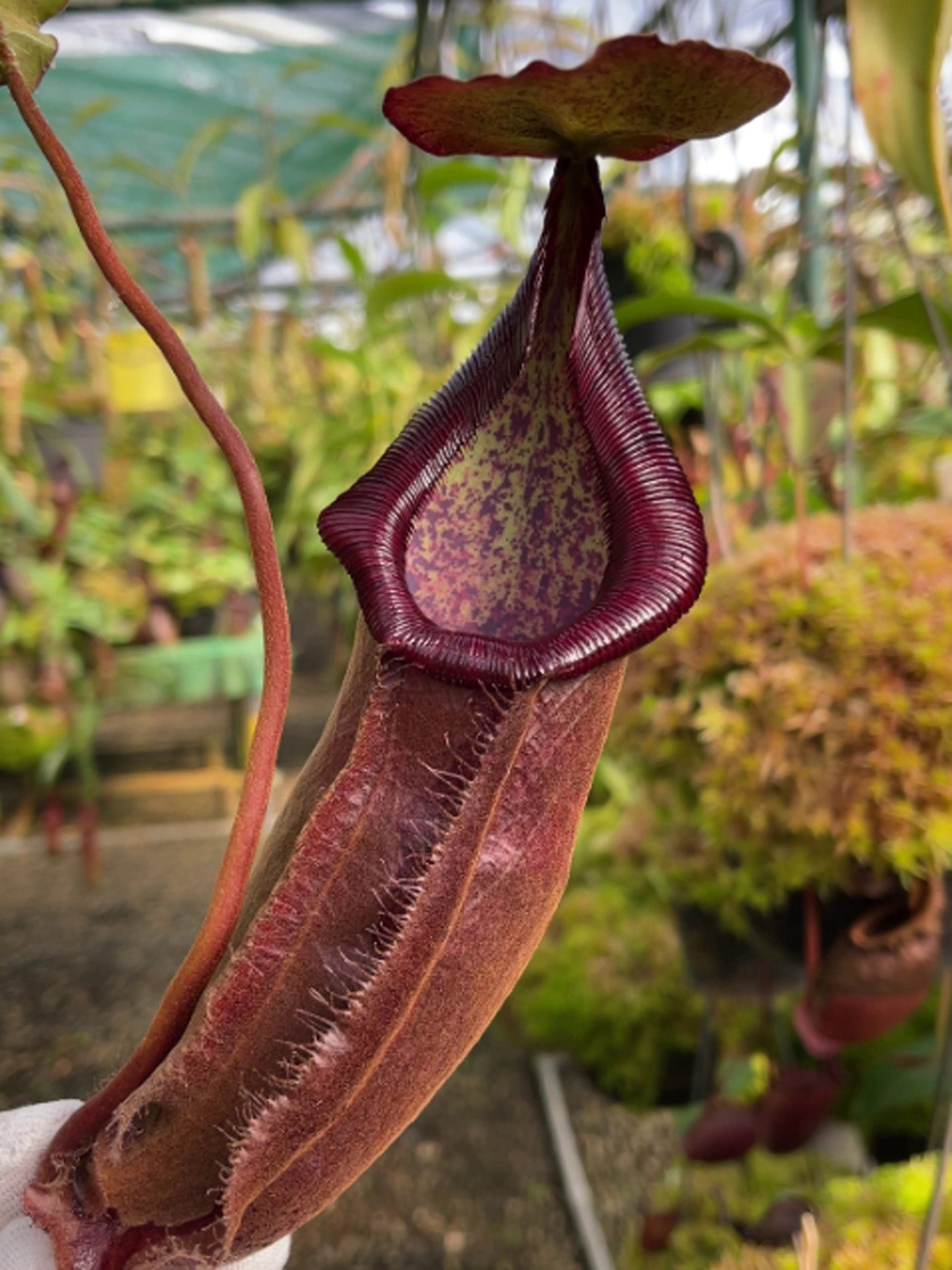 Nepenthes densiflora x rafflesiana BE-3719  Best Selected Clone