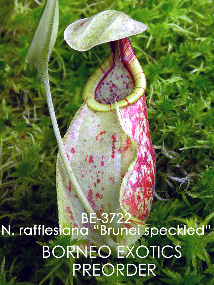 Nepenthes rafflesiana "Brunei Speckled" BE-3722