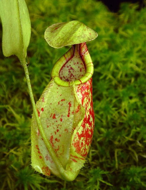 Nepenthes rafflesiana "Brunei Speckled"  BE-3722