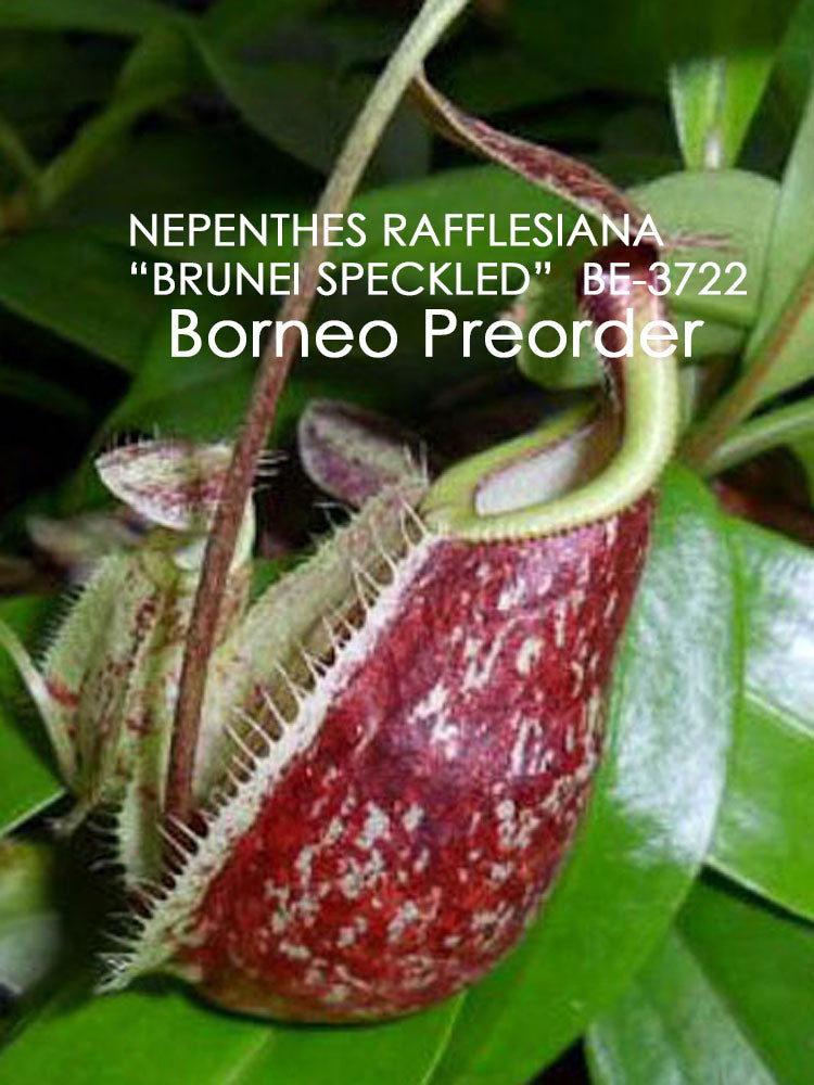 Nepenthes rafflesiana "Brunei Speckled" BE-3722