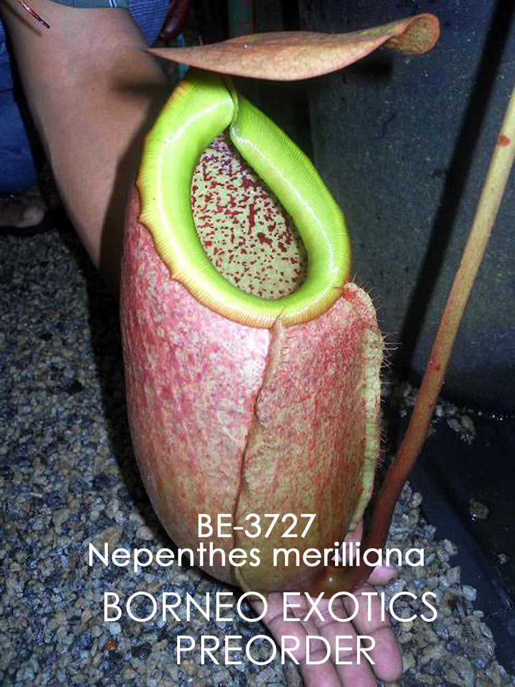 Nepenthes merilliana BE-3727