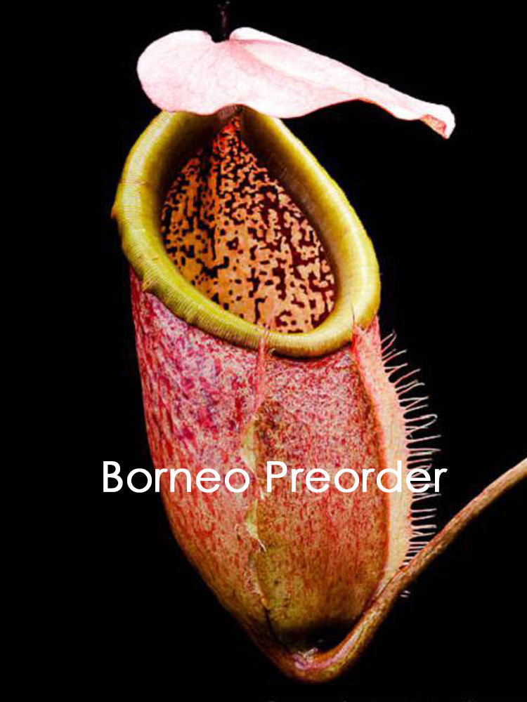 Nepenthes merilliana BE-3727