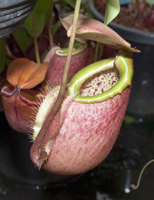 Nepenthes merilliana BE-3727