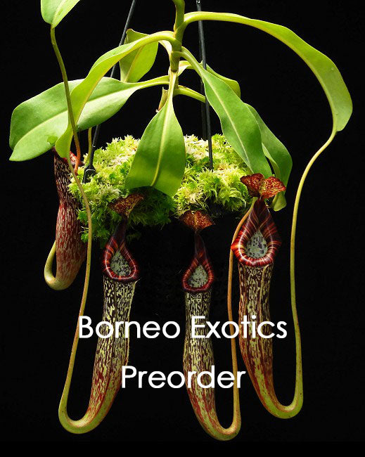 Nepenthes maxima x vogelii BE-3728