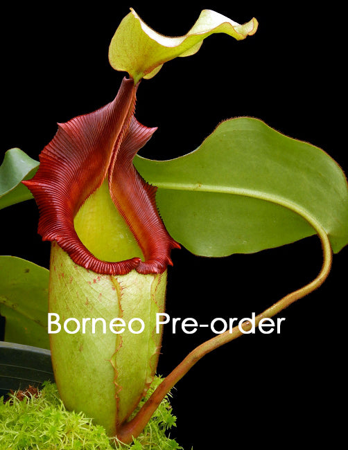 N. x rajah x veitchii  BE-3730