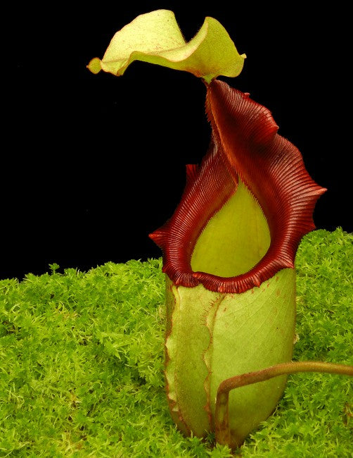 N. x rajah x veitchii  BE-3730