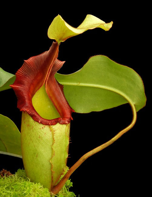 N. x rajah x veitchii  BE-3730