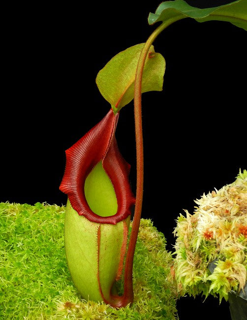 N. x rajah x veitchii  BE-3730