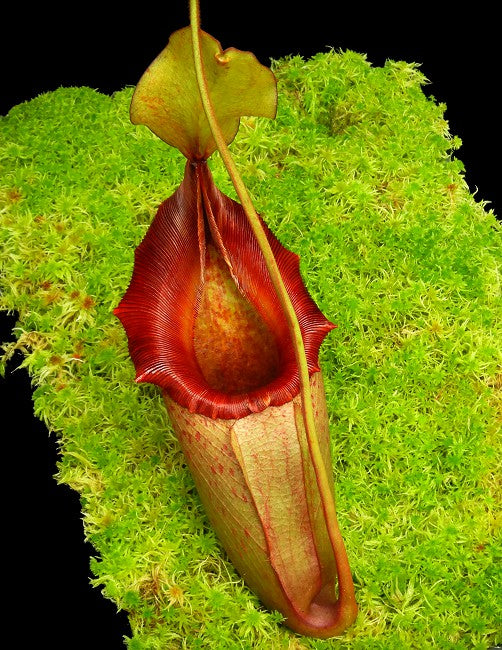 N. x rajah x veitchii  BE-3730