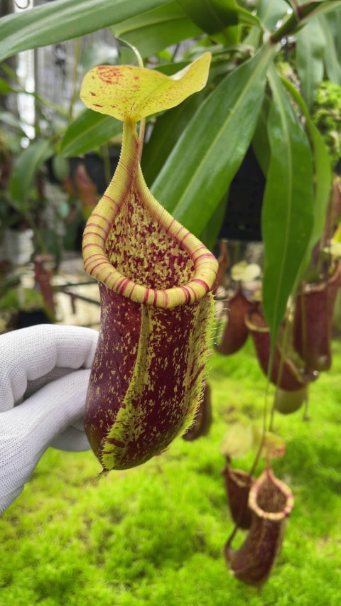 Nepenthes ventricosa x rafflesiana BE-3733