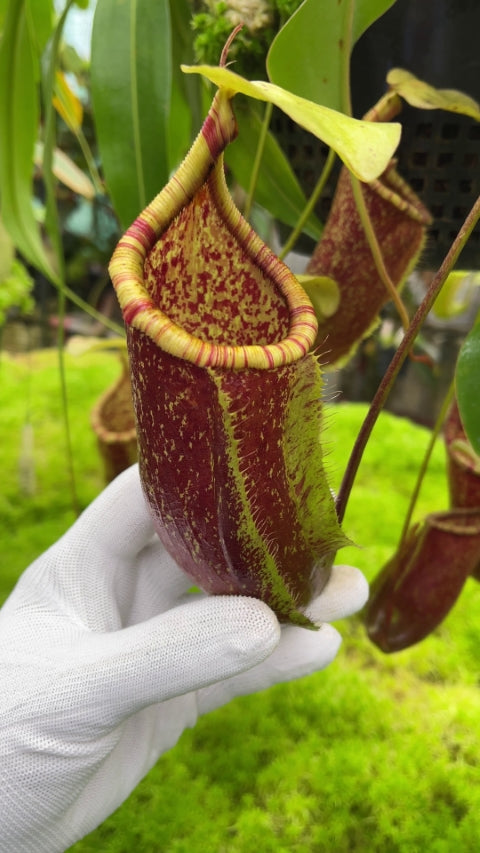 Nepenthes ventricosa x rafflesiana BE-3733