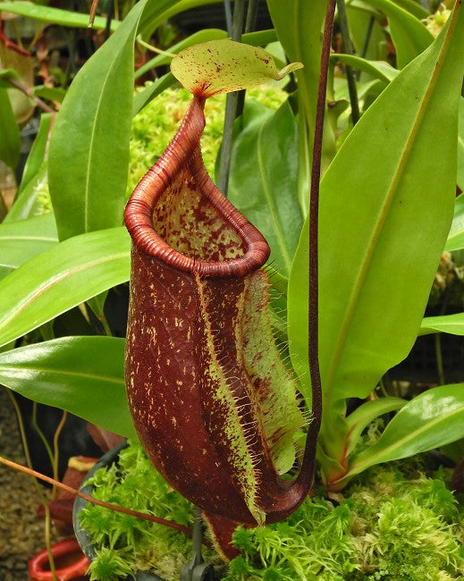 Nepenthes ventricosa x rafflesiana BE-3733