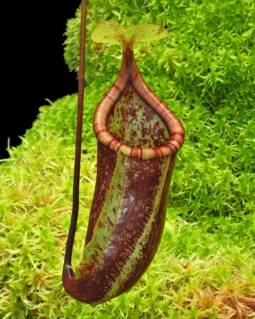 Nepenthes ventricosa x rafflesiana BE-3733